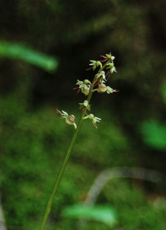 Listera cordata