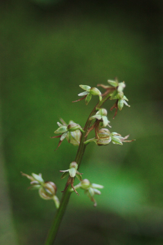 Listera cordata