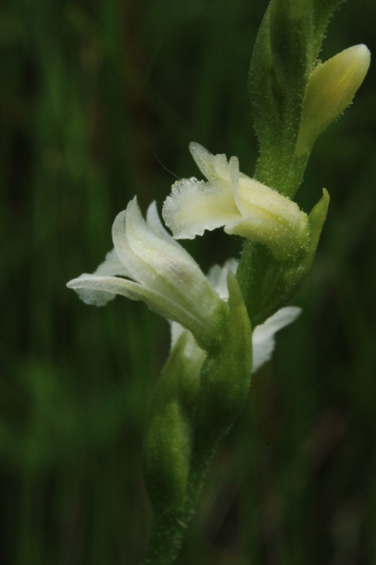 Spiranthes aestivalis / Viticcini estivi