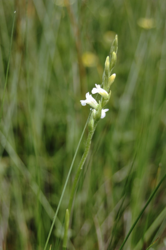 Spiranthes aestivalis / Viticcini estivi