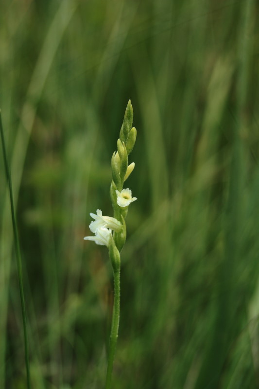 Spiranthes aestivalis / Viticcini estivi