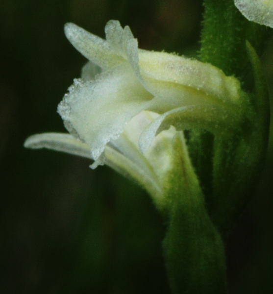 Spiranthes aestivalis / Viticcini estivi