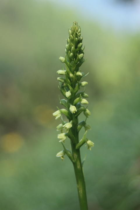 Pseudorchis albida