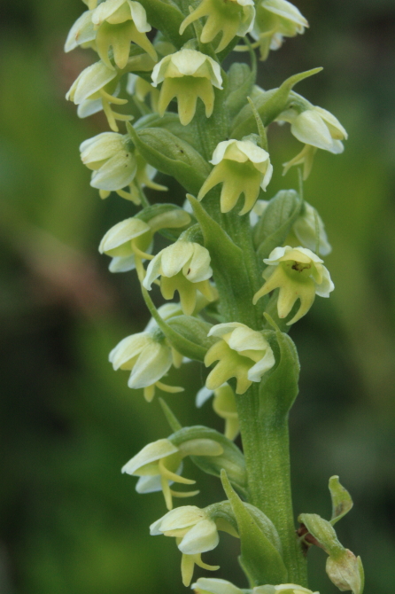 Pseudorchis albida