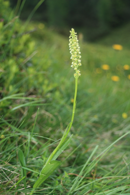 Pseudorchis albida