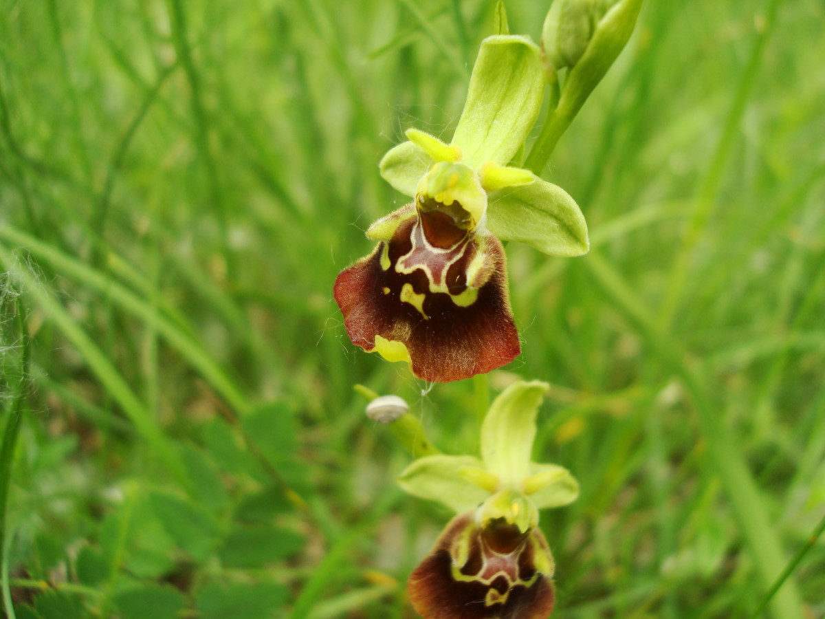 Variabilit di Ophrys fuciflora