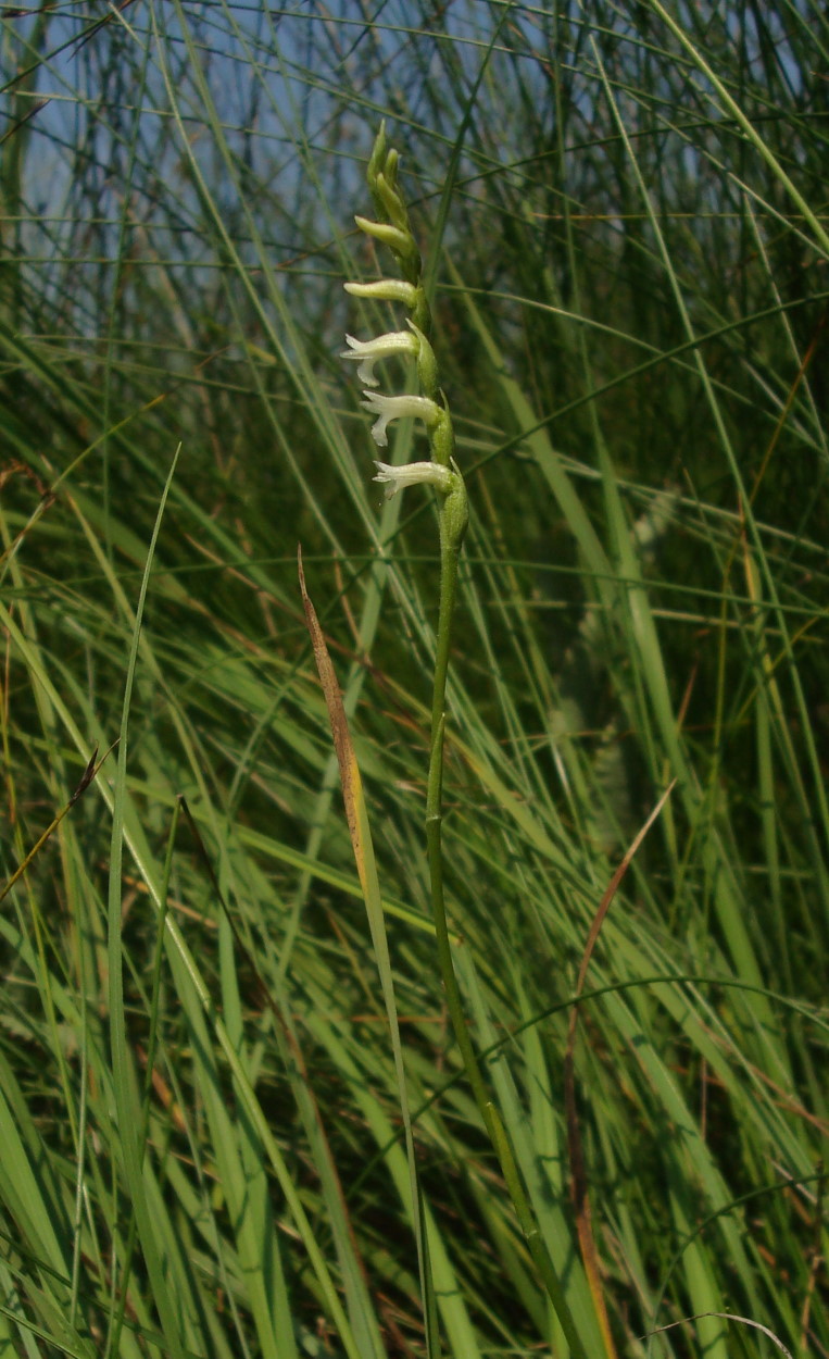 Spiranthes aestivalis