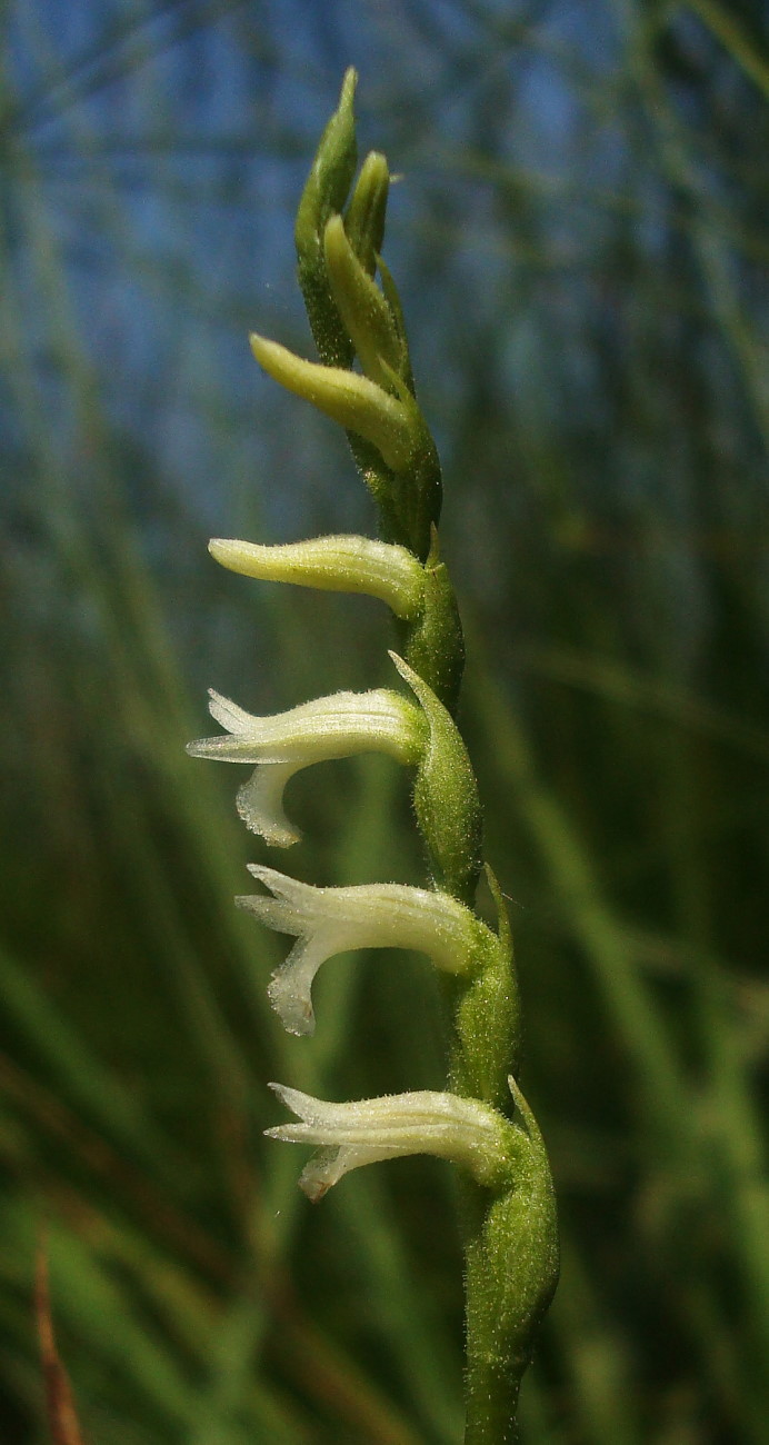 Spiranthes aestivalis