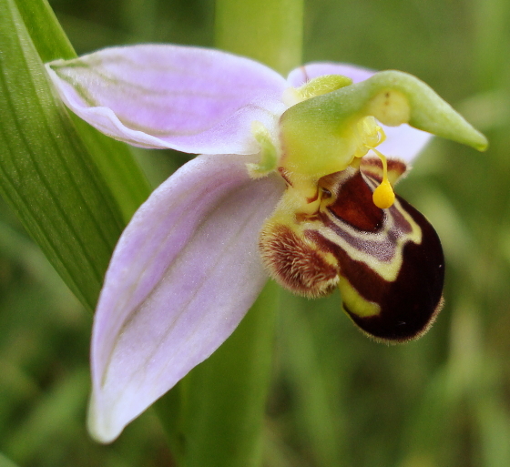 ophrys apifera