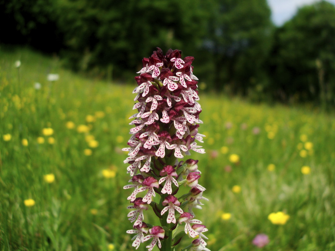 Orchis ustulata