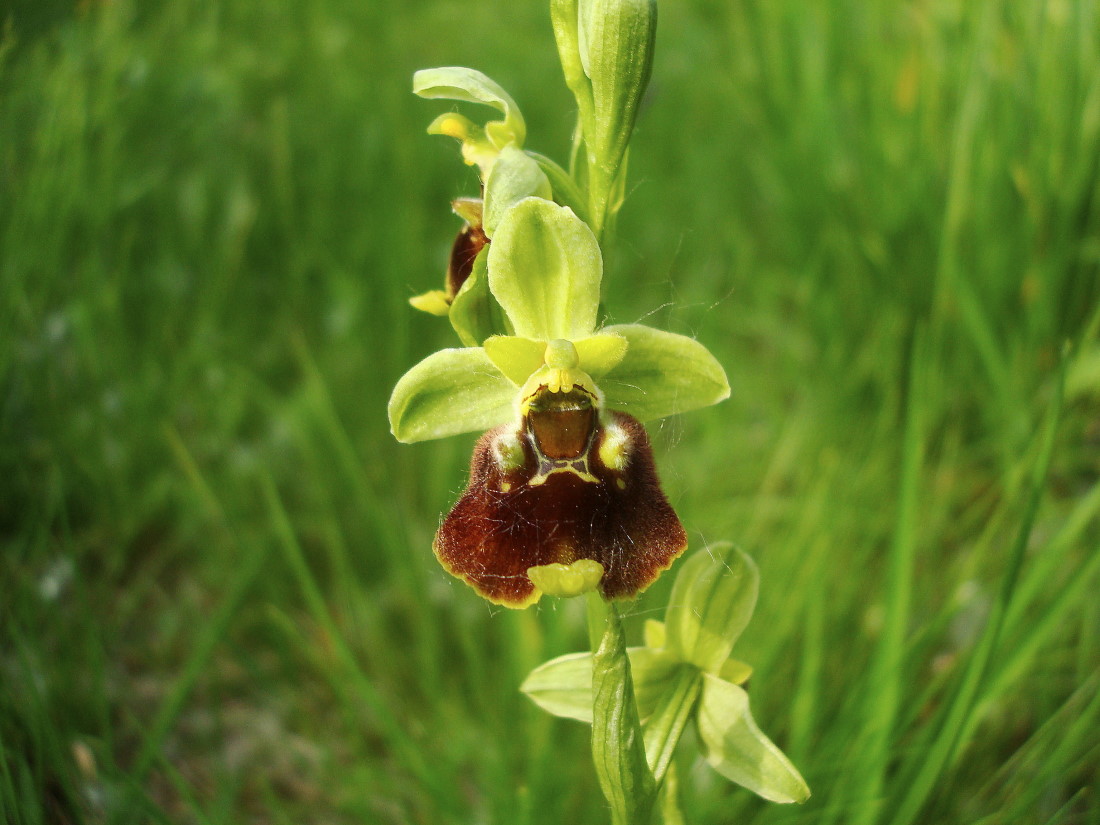 Variabilit di Ophrys fuciflora