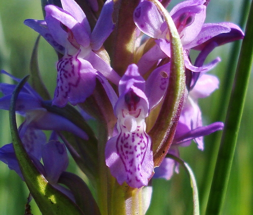 dactylorhiza incarnata