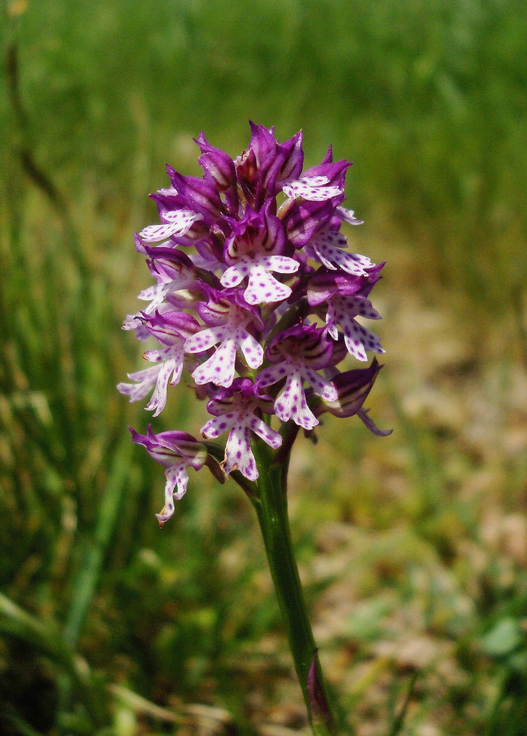 Orchis x dietrichiana