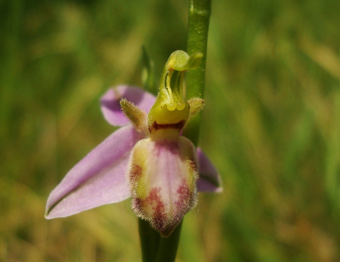 Ophrys apifera var. tilaventina