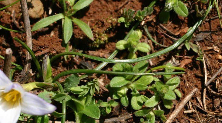 Iridacea - Romulea, bulbocodium