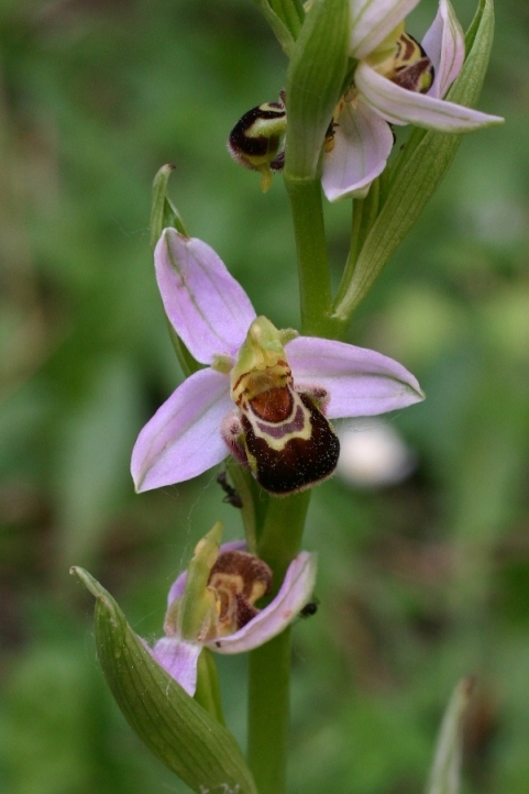 Ophrys apifera in condominio