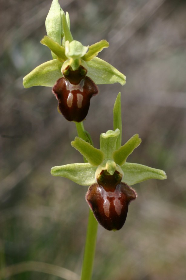 Ophrys sphegodes