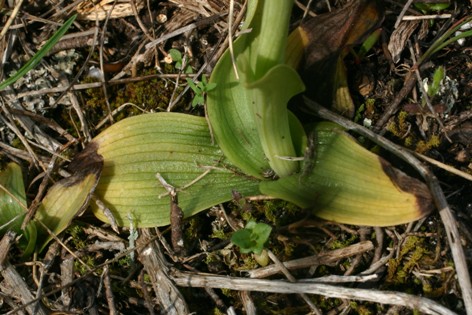 Ophrys sphegodes