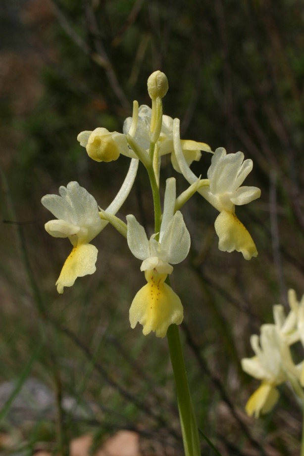 Orchis pauciflora