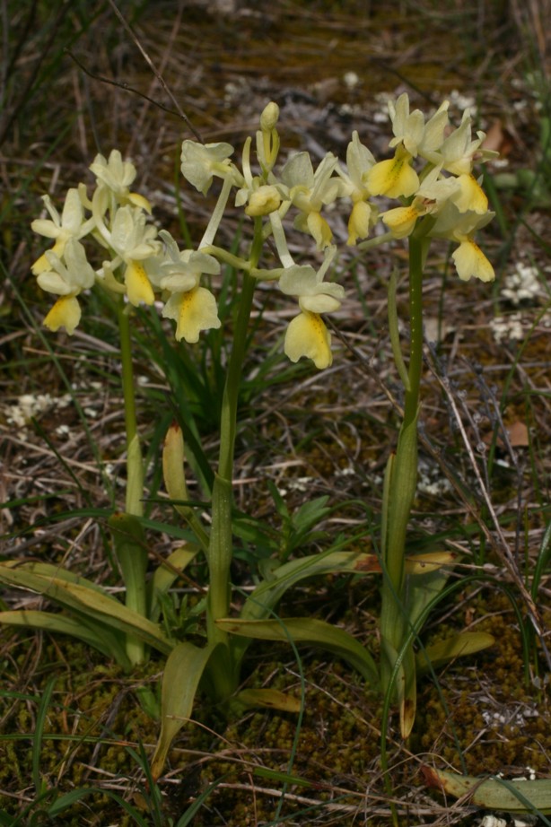 Orchis pauciflora