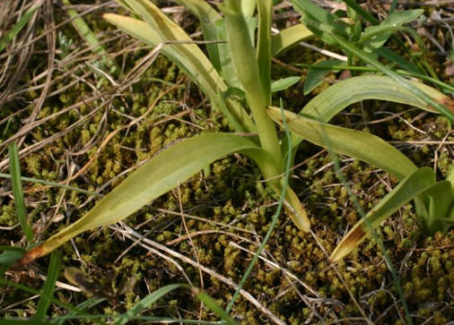 Orchis pauciflora