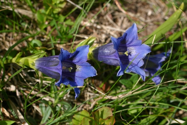 Gentiana clusii e Gentiana acaulis a confronto