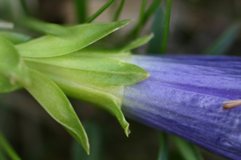 Gentiana clusii e Gentiana acaulis a confronto