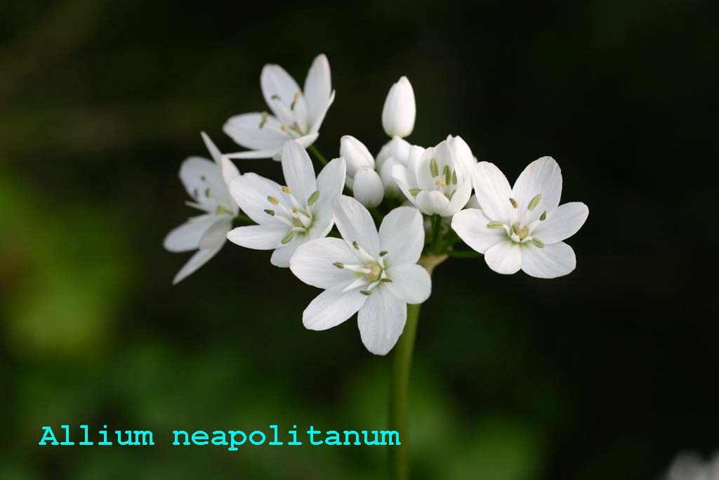 Allium neapolitanum