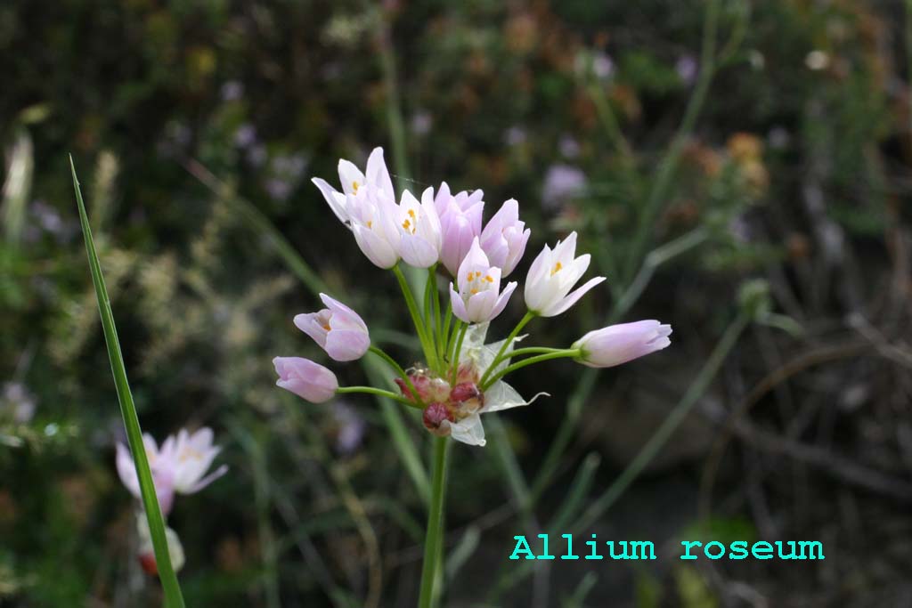 Allium roseum