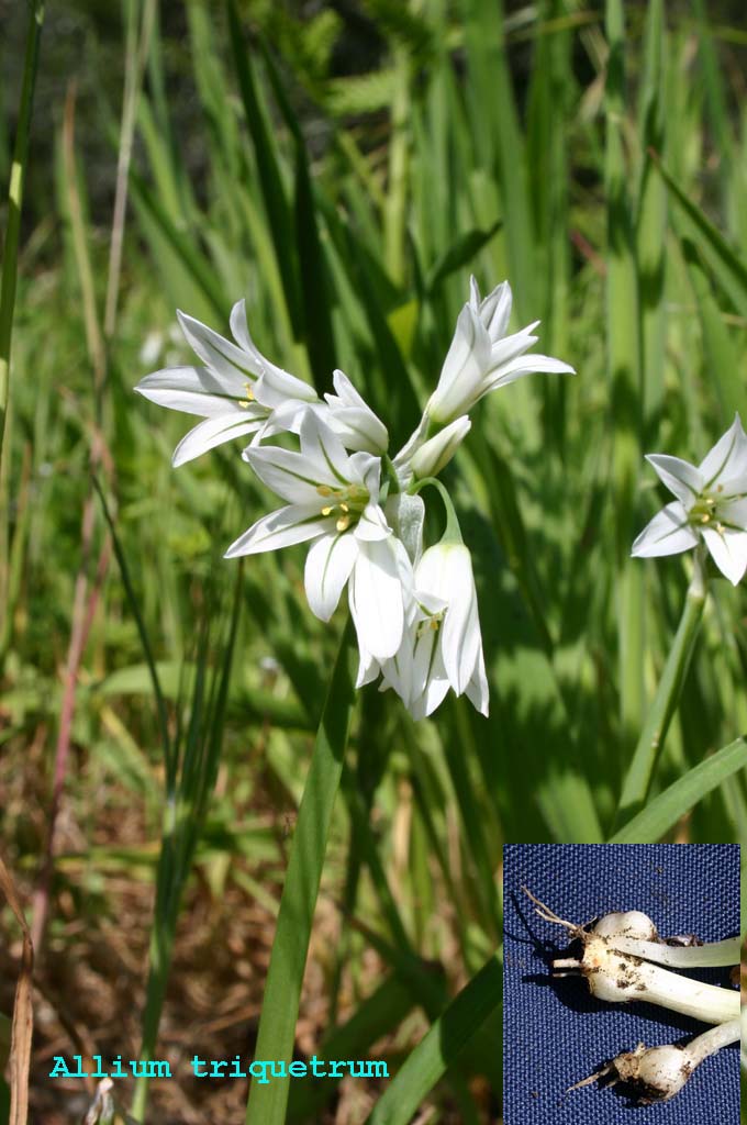 Allium subhirsutum / Aglio pelosetto