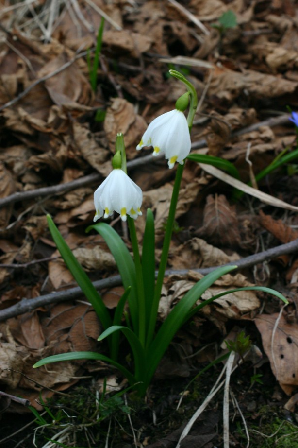 Bucaneve ? no, Leucojum vernum