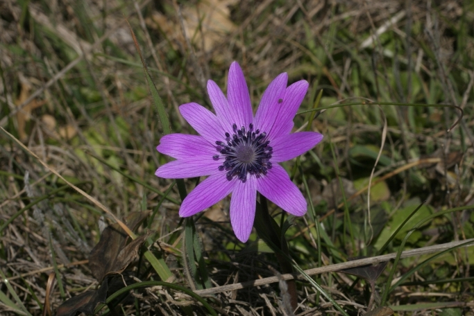 Anemone Monti Pisani - Anemone hortensis