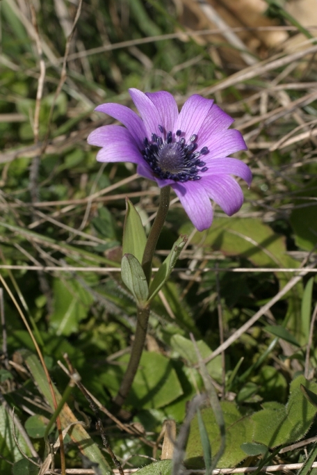 Anemone Monti Pisani - Anemone hortensis