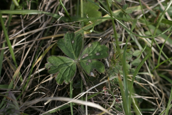 Anemone Monti Pisani - Anemone hortensis