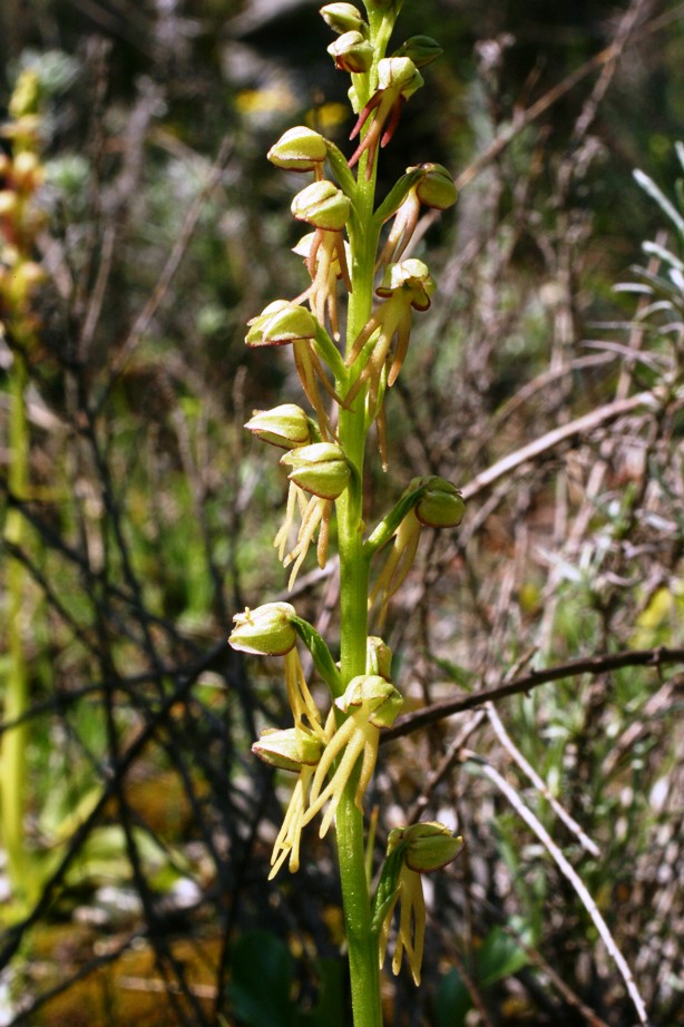 Orchidee dei Monti Pisani