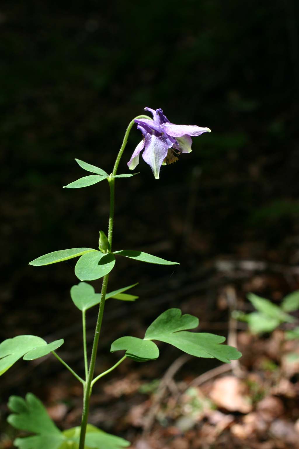 Aquilegia vulgaris