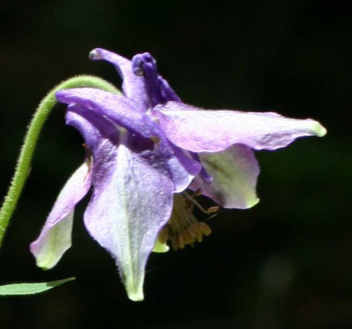 Aquilegia vulgaris