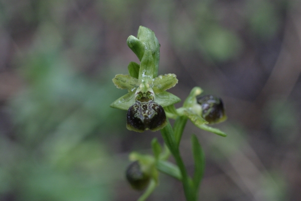 Ophrys argentaria