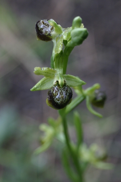 Ophrys argentaria