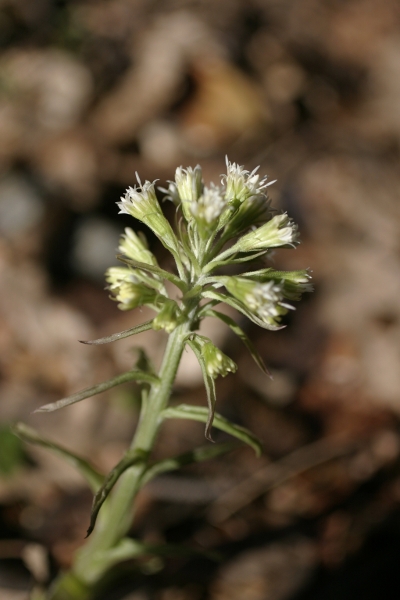 Petasites cfr. albus