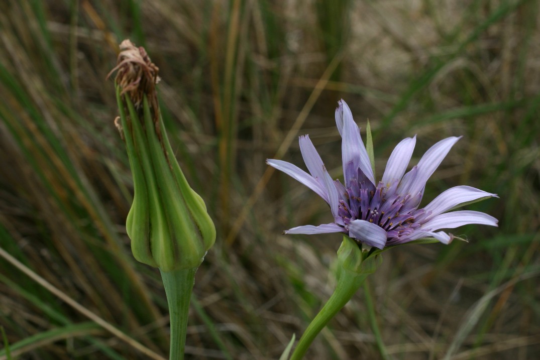 Tragopogon porrifolius