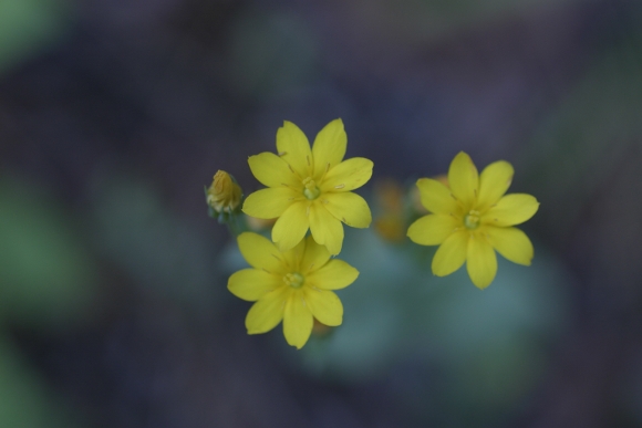 Blackstonia perfoliata