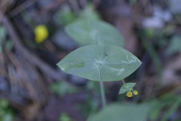 Blackstonia perfoliata