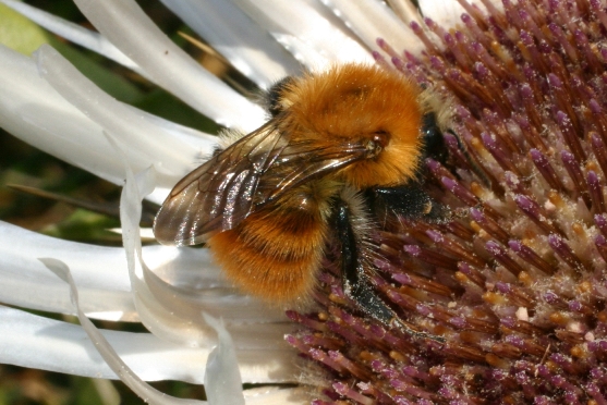 Bombus pascuorum su carlina