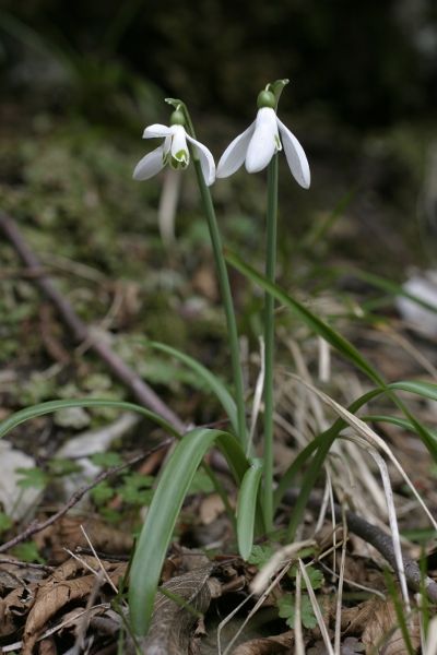 Alpi Apuane:- Galanthus nivalis