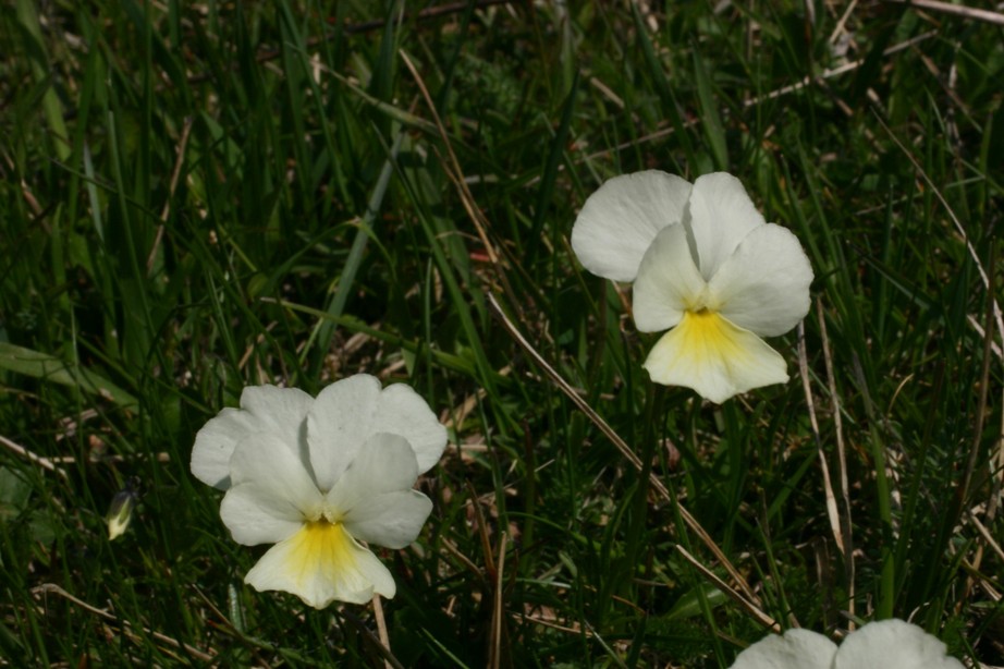 Viola calcarata L. s.l.