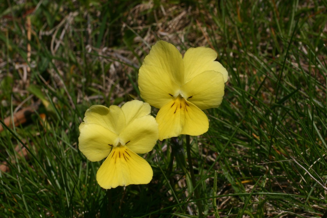 Viola calcarata L. s.l.