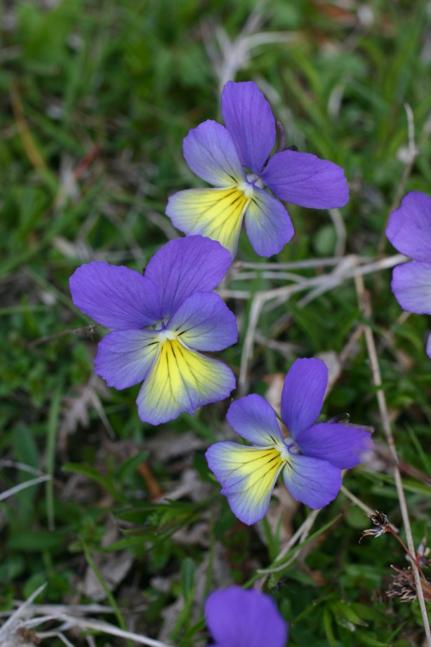 Viola calcarata L. s.l.