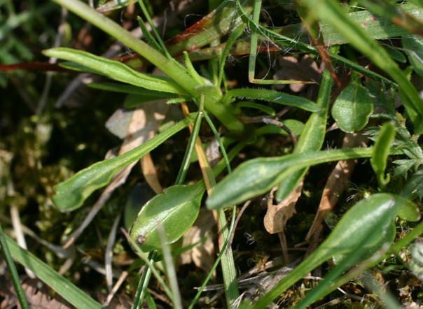 Viola calcarata L. s.l.