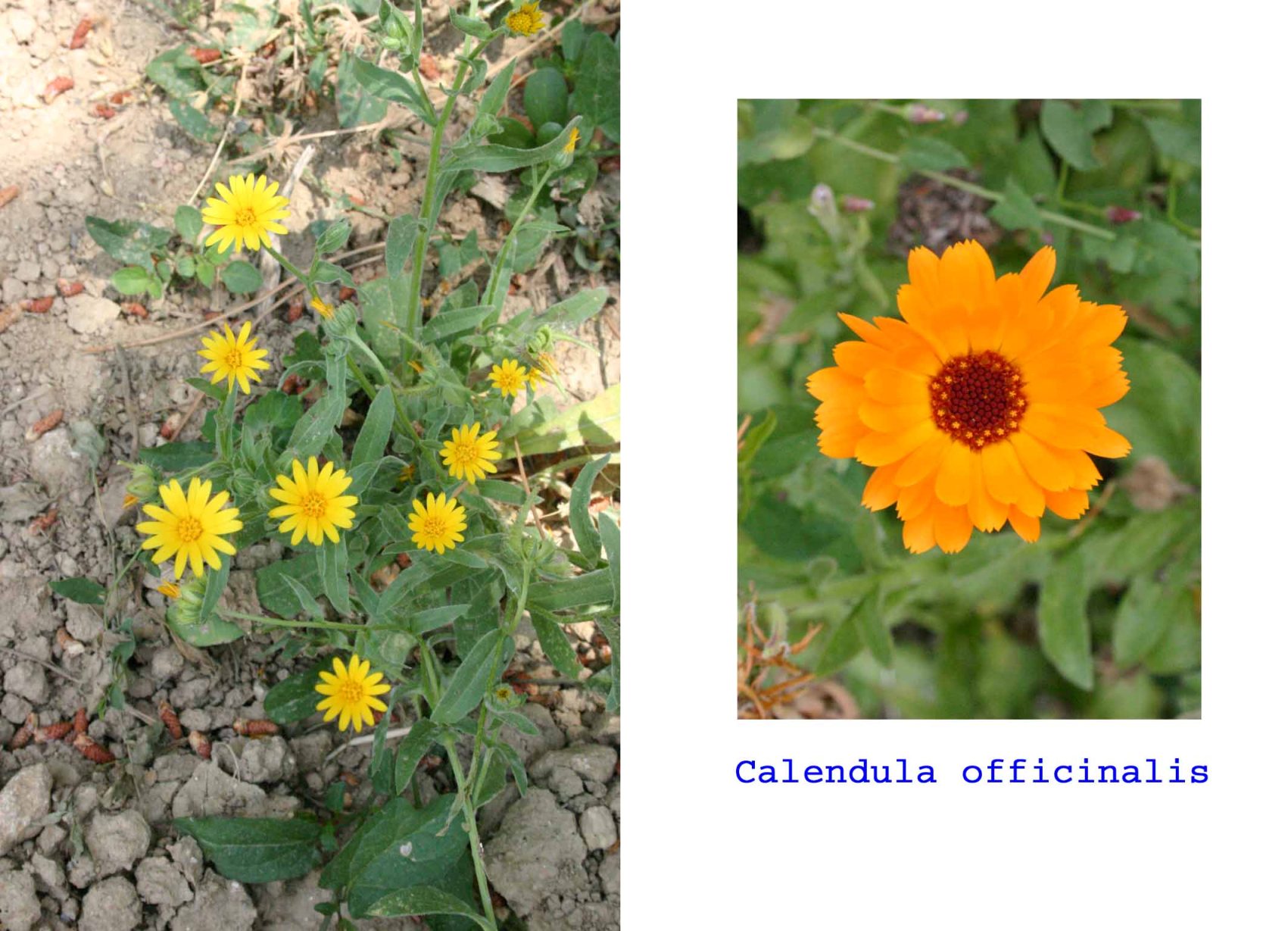 Calendula arvensis e Calendula officinalis a confronto